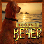 Симпатичная открытка с собакой на море Добрый вечер
