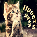 Славная открытка с котенком Прости меня