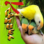 Picture смешная открытка с попугайчиками привет!