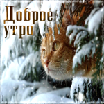Снежная открытка с котиком Доброе утро