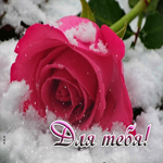 Снежная открытка с милой розой Для тебя