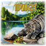 Солнечная летняя гиф-открытка Привет