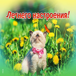 Солнечная открытка с котиком Летнего настроения!
