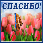 Postcard стильная и модная открытка с бабочкой и тюльпанами спасибо
