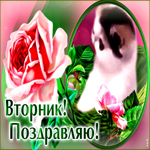 Стильная открытка с котиком и розой Вторник! Поздравляю!