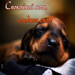 Стильная открытка с щеночком Спокойной ночи, сладких снов