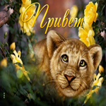 Супер открытка с львенком в розах Привет