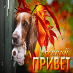 Теплая и уютная открытка с собачкой Осенний привет