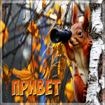 Тёплая осенняя гифка Привет