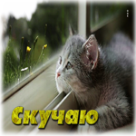 Удивительная и необычная гиф-открытка с котом Скучаю