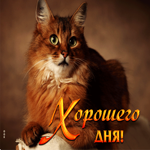 Умопомрачительная открытка с кошкой Хорошего дня
