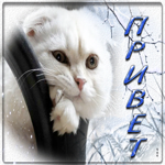 Уникальная открытка с белым котиком Привет