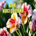 Вдохновенная гиф-открытка с цветами для настроения