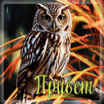 Вдохновенно-прекрасная гифка Привет