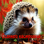 Великолепная осенняя гифка Осеннего настроения