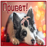 Веселая гиф-открытка с собачкой и подарком Привет