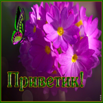 Виртуальная открытка приветик с цветами