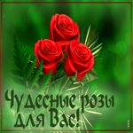 Яркая цветущая гиф-открытка Чудесные розы для Вас