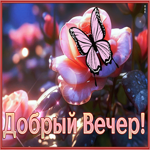 Яркая и бодрая гиф-открытка с бабочкой Добрый вечер