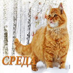 Postcard яркая и красочная зимняя гиф-открытка с рыжим котом среда
