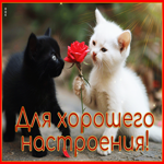 Забавная гиф-открытка с котятами Для хорошего настроения