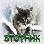 Забавная снежная открытка с котиком Вторник