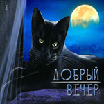 Загадочная и удивительная гиф-открытка с черным котом Добрый вечер