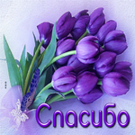 Загадочная открытка с фиолетовыми тюльпанами Спасибо