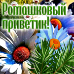 Завораживающая и вдохновляющая гиф-открытка Ромашковый приветик