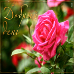 Живая открытка с розой Добрый день