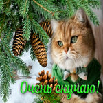 Зимняя открытка с котиком и ароматом еловых веток Очень скучаю