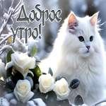 Picture зимняя открытка с котиком в снегу доброе утро