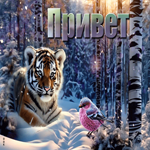 Жизнерадостная и умиротворяющая гиф-открытка с тигром Привет