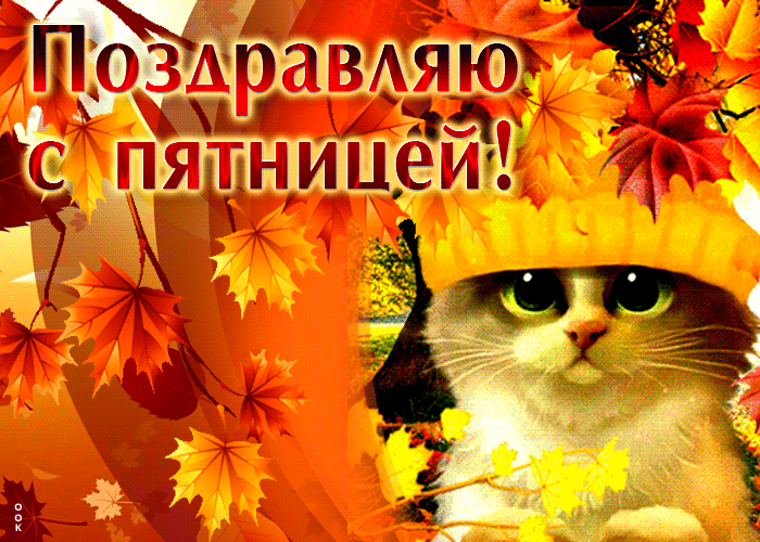 Picture анимационная открытка с котиком поздравляю с пятницей