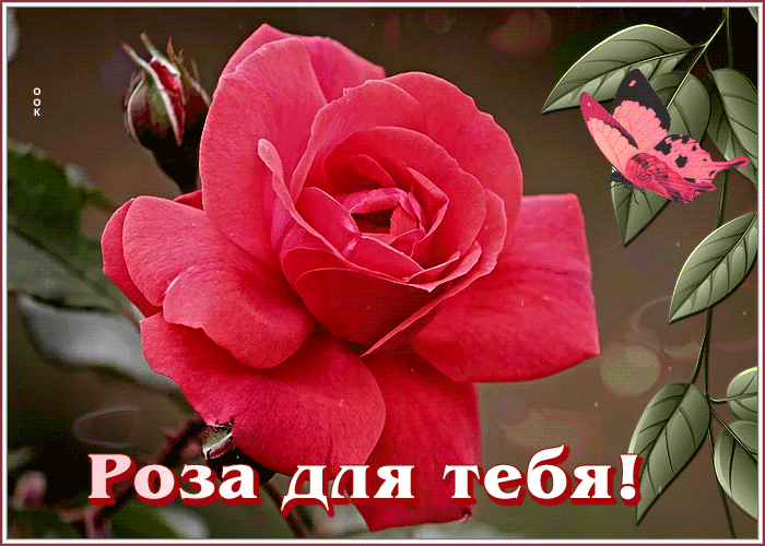 Картинка анимация красная роза для тебя