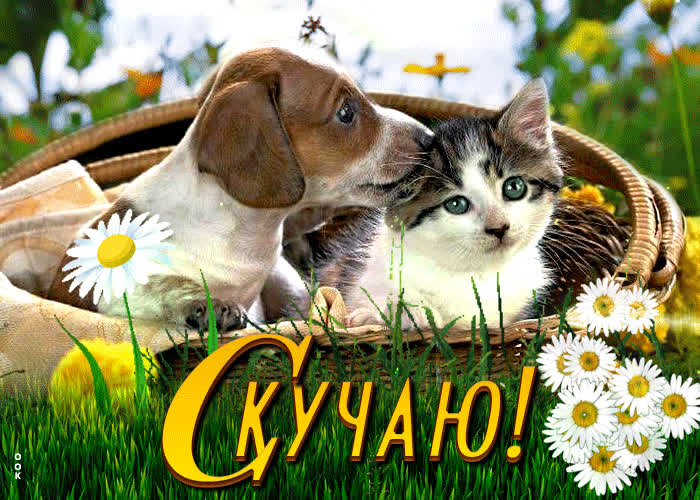Postcard анимированная открытка с котом и собакой скучаю