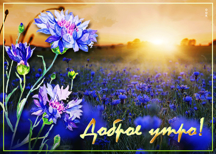Picture анимированная открытка с полем цветов доброе утро