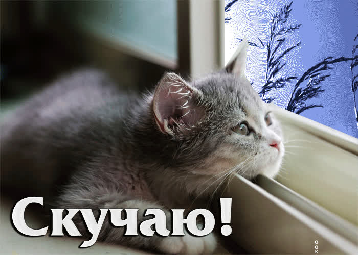 Picture атмосферная анимационная открытка с кошкой скучаю