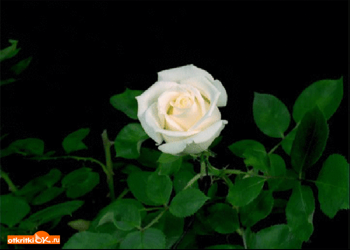 Картинка белая роза