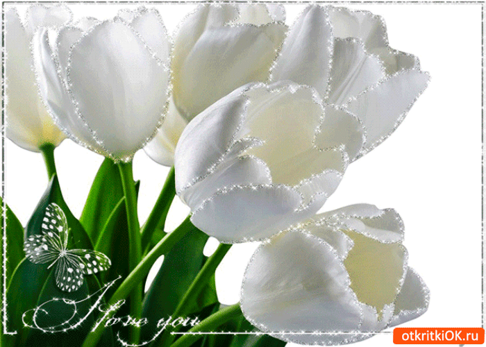 Открытка белые тюльпаны для тебя