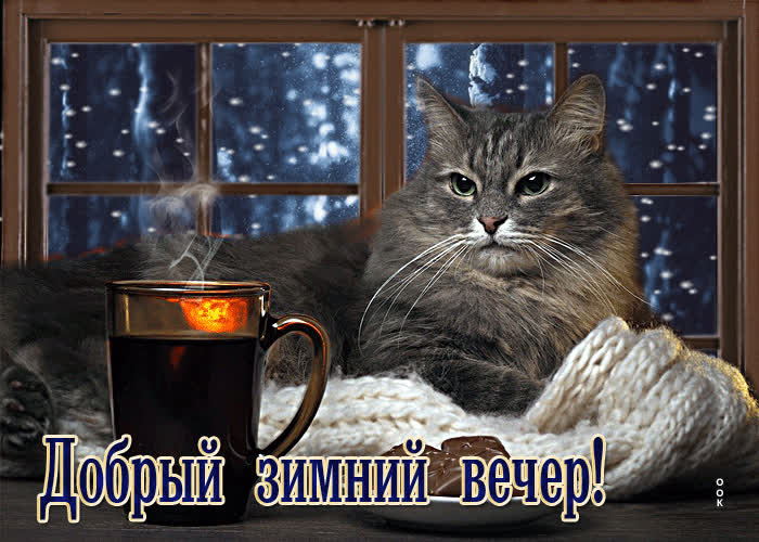 Postcard безупречная открытка с котом у окна добрый зимний вечер