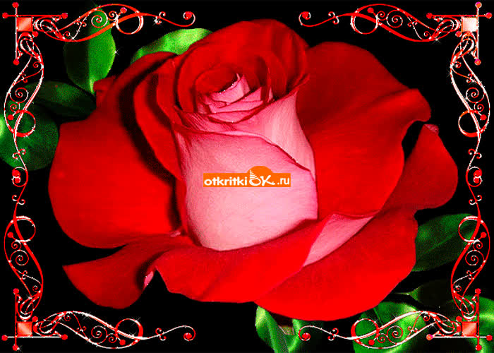 Картинка большая роза с пожеланиями любви