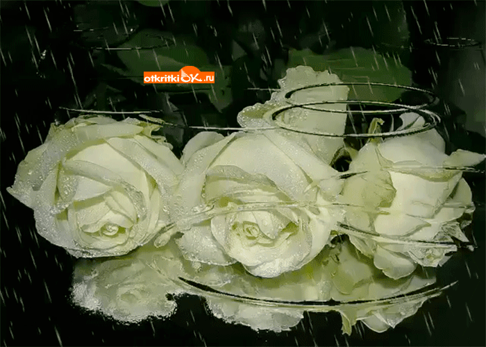 Открытка букет роз под дождём