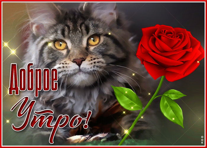 Картинка чудесная открытка доброе утро с котиком и розой