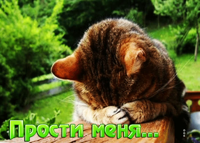 Чудесная гиф-открытка с котом Прости меня- Скачать бесплатно на ...