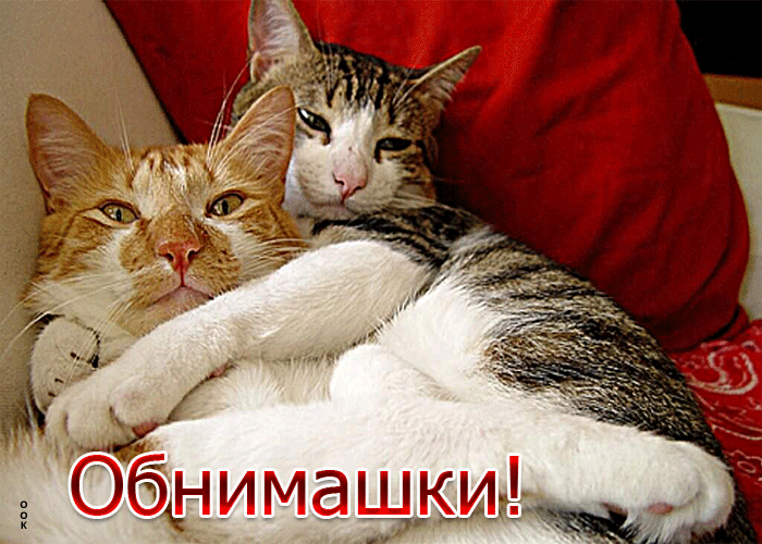 Postcard чудесная открытка обнимашки! с котиками