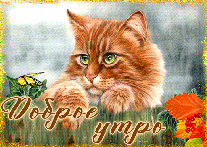 Postcard чудесная открытка с рыжим котиком доброе утро!