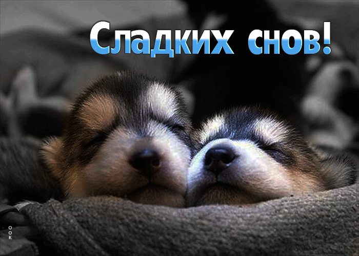 Postcard чудесная открытка сладких снов! с милыми щенками