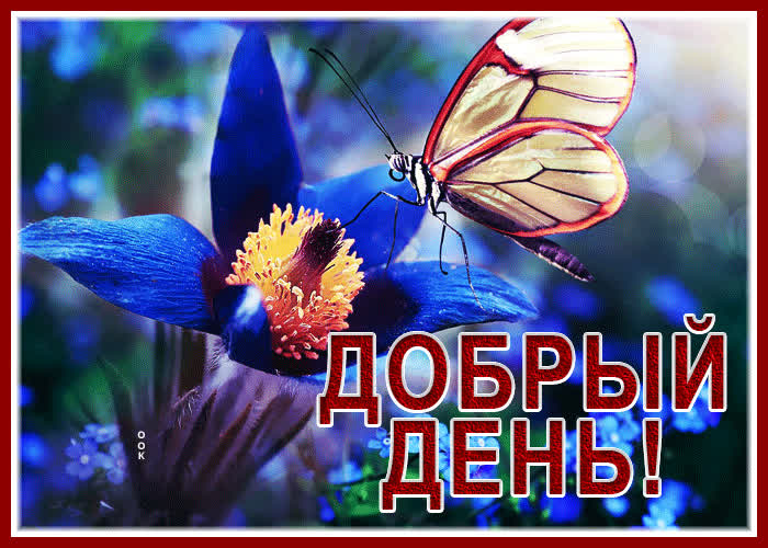 Postcard чудная и беззаботная гиф-открытка с бабочкой добрый день