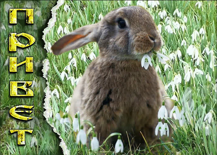 Picture чувственная открытка с зайкой в цветочках привет